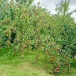 Auf Dem Pommernhof 팜스테이 Samtens