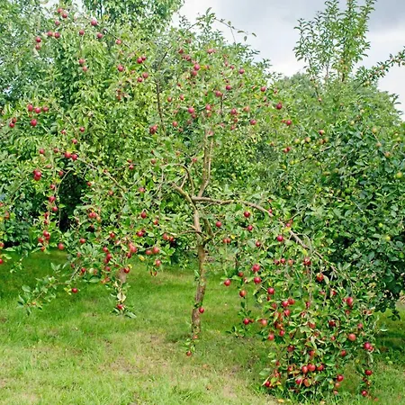 Auf Dem Pommernhof Séjour à la ferme Samtens